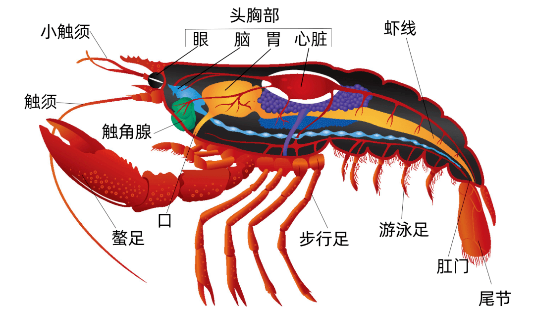 小龍蝦頭里的是“屎”還是“黃”？能吃嗎？